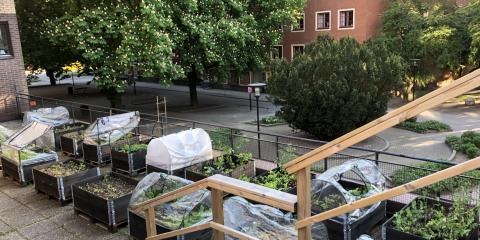 odlingslådor försommar